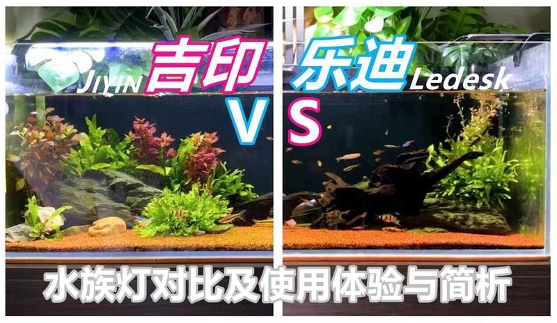 吉印水族APP