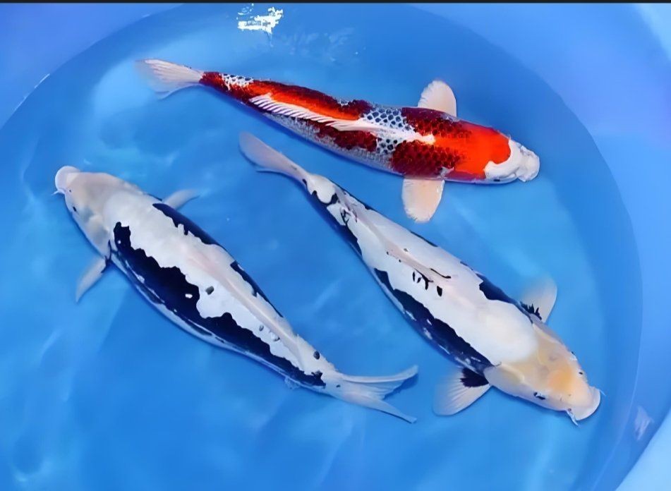 九紋龍錦鯉有幾個品種