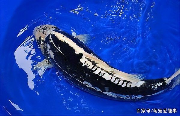 九紋龍錦鯉有幾個品種