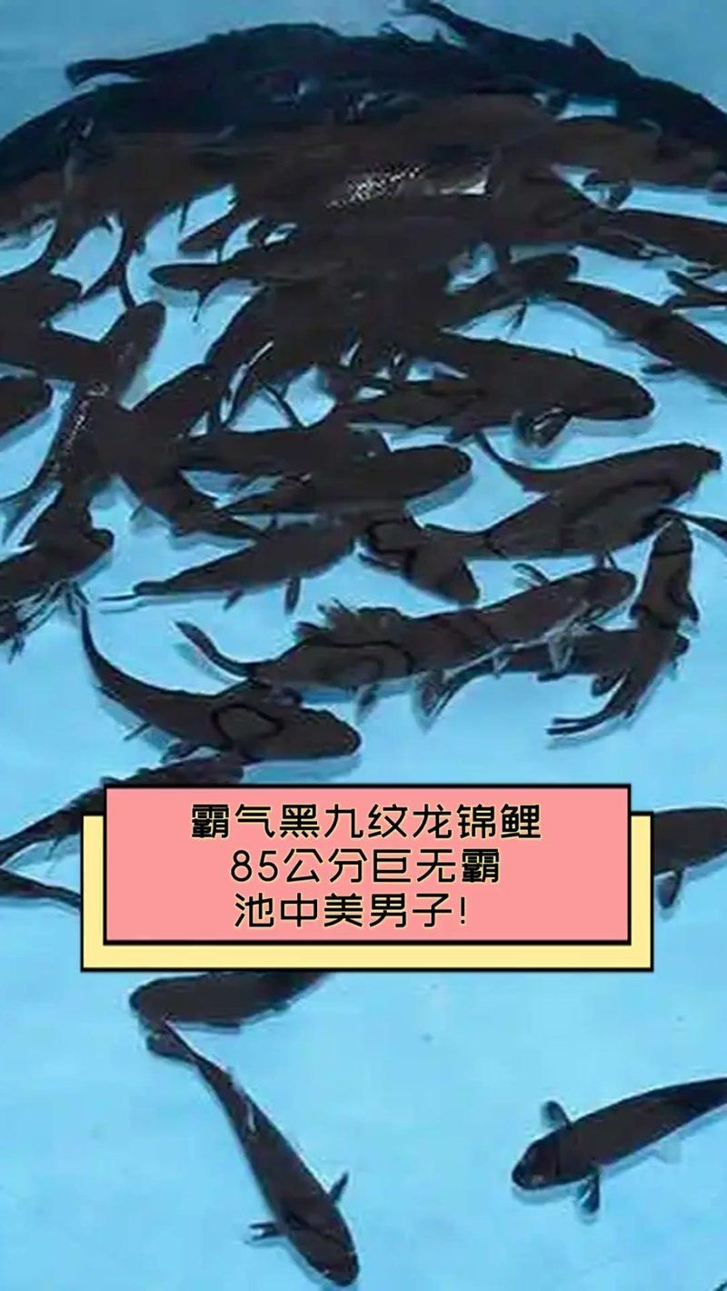 九紋龍錦鯉有幾個品種