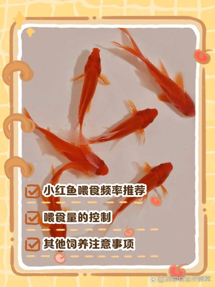 小紅龍魚一天喂幾次