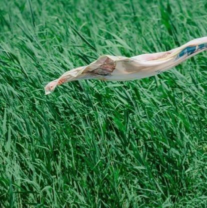 小紅龍魚一天喂幾次