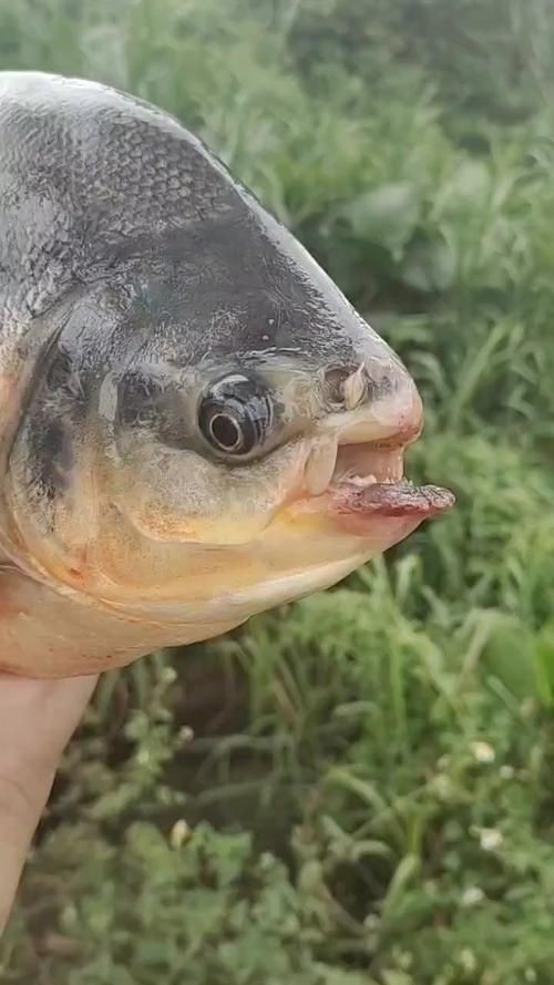巨爆牙魚圖片