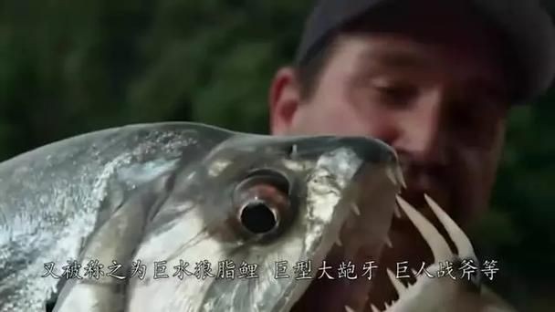 巨爆牙魚圖片