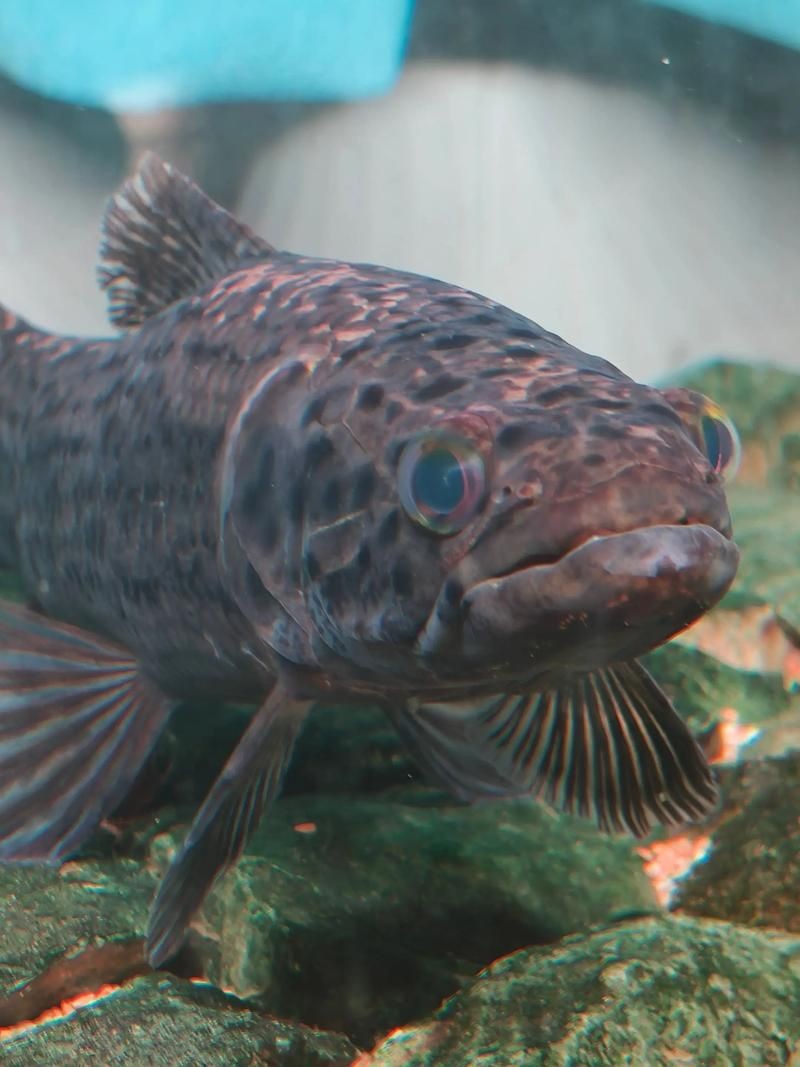 巨爆牙魚圖片