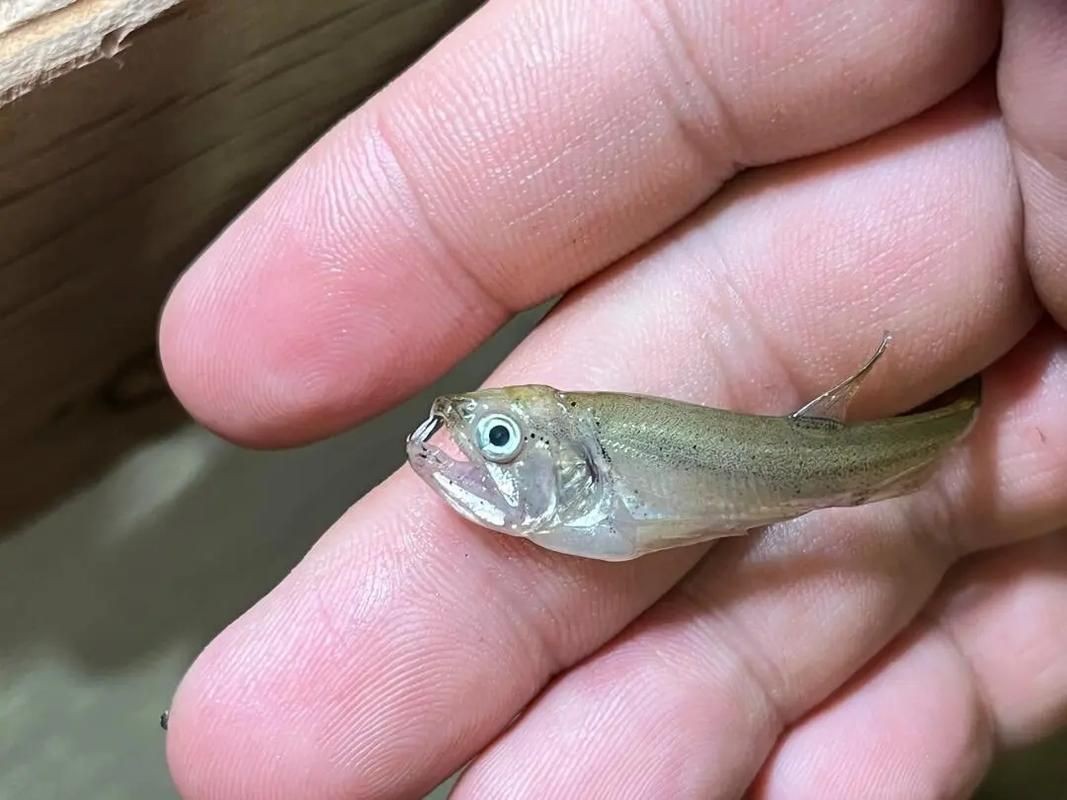巨爆牙魚圖片