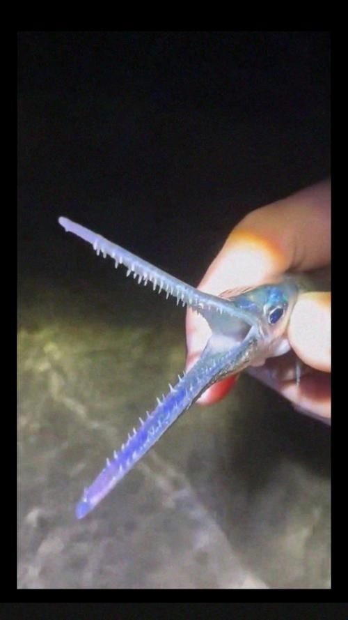 巨爆牙魚圖片