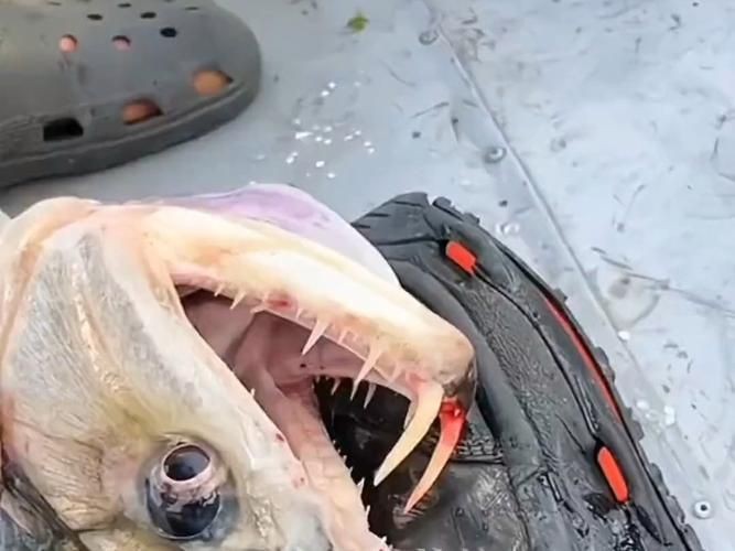 巨爆牙魚圖片