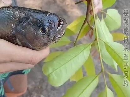 巨爆牙魚圖片