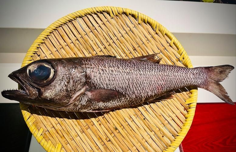巨爆牙魚圖片