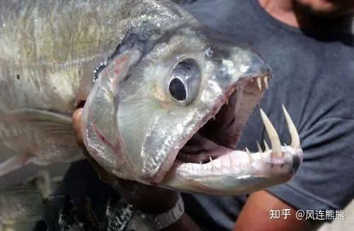 巨爆牙魚圖片