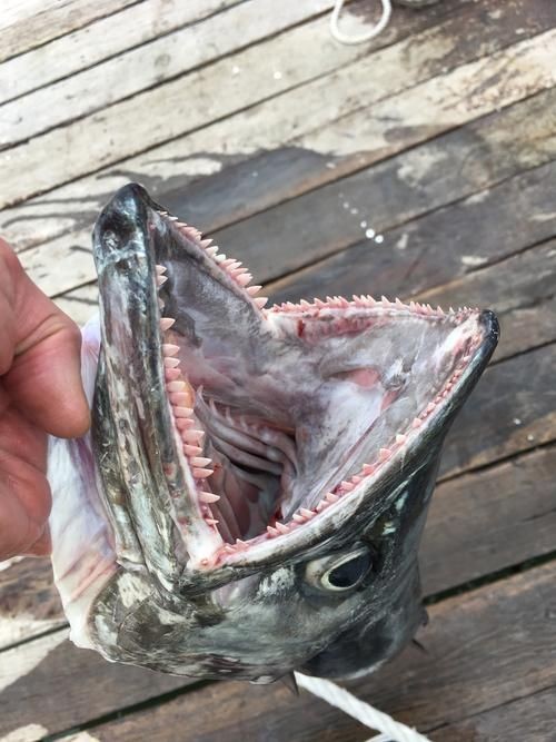 巨爆牙魚圖片