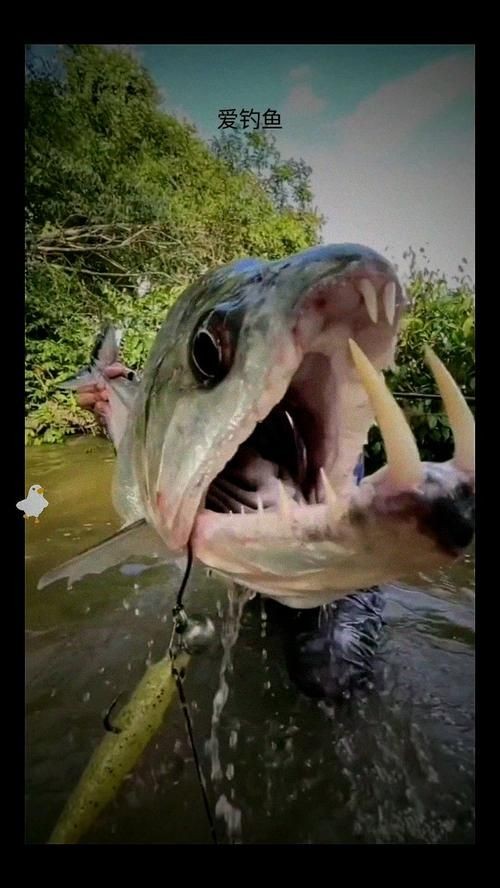 巨爆牙魚圖片