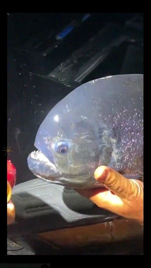 巨爆牙魚圖片