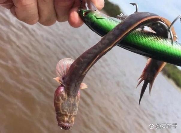 巨爆牙魚圖片