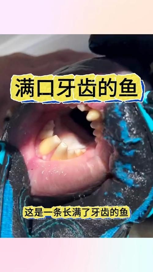 巨爆牙魚圖片