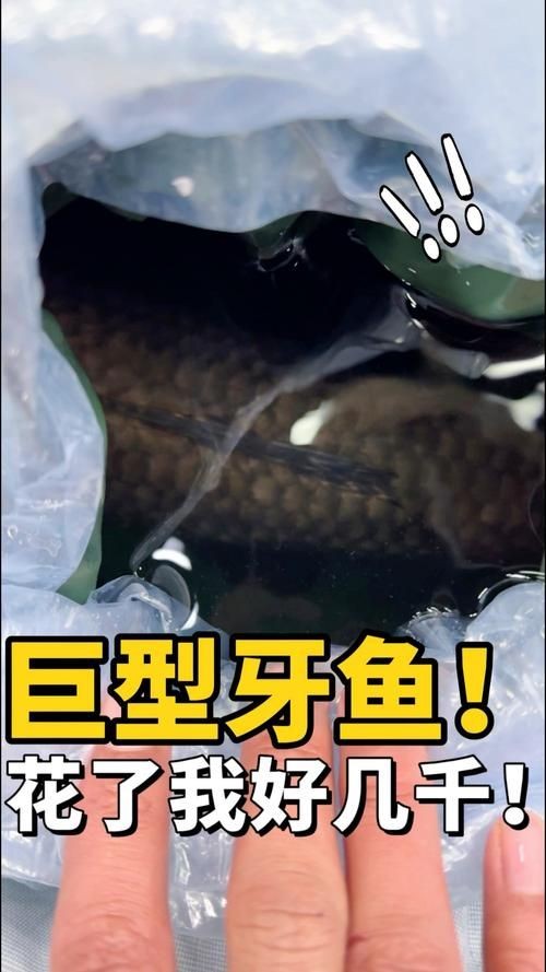 巨爆牙魚圖片