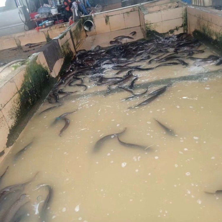 廣西埃及魚收購價格
