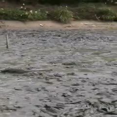 廣西埃及魚收購價格