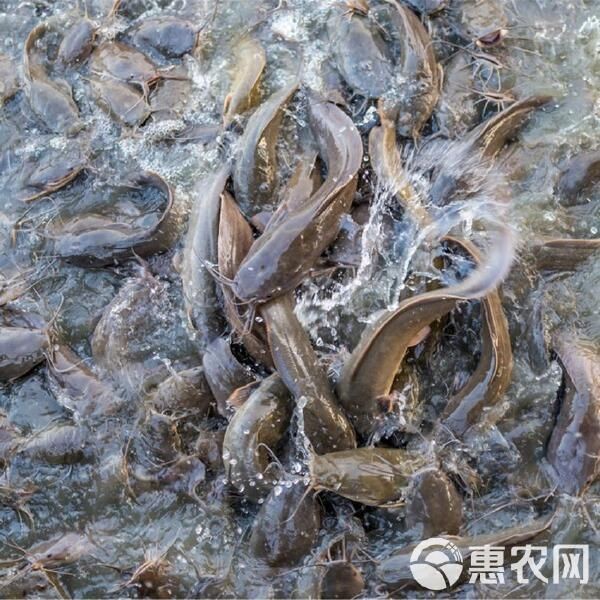 廣西埃及魚收購價格