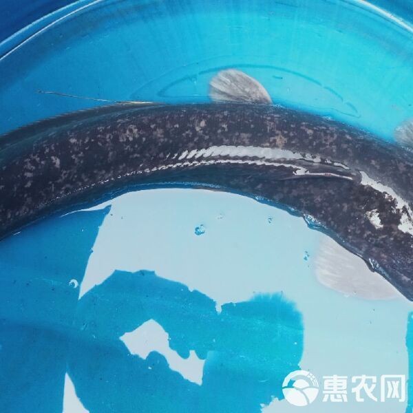 廣西埃及魚收購價格