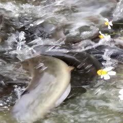廣西埃及魚收購價格