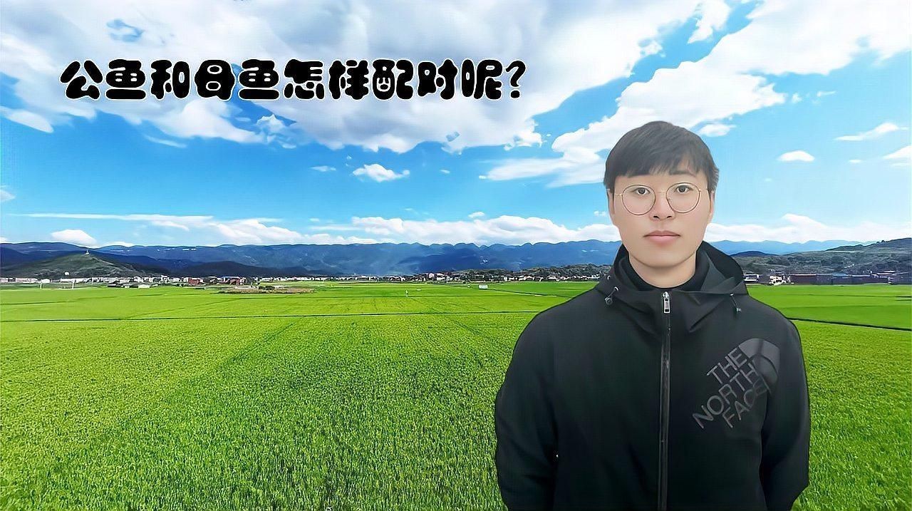 公魚(yú)跟母魚(yú)配對(duì)視頻