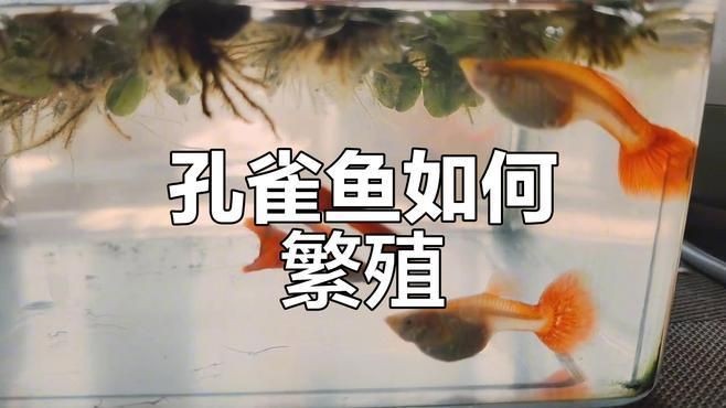 公魚(yú)跟母魚(yú)配對(duì)視頻