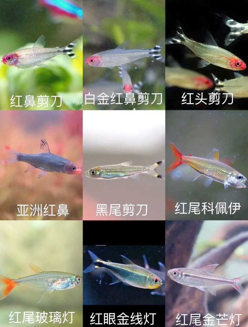 各種小魚圖片