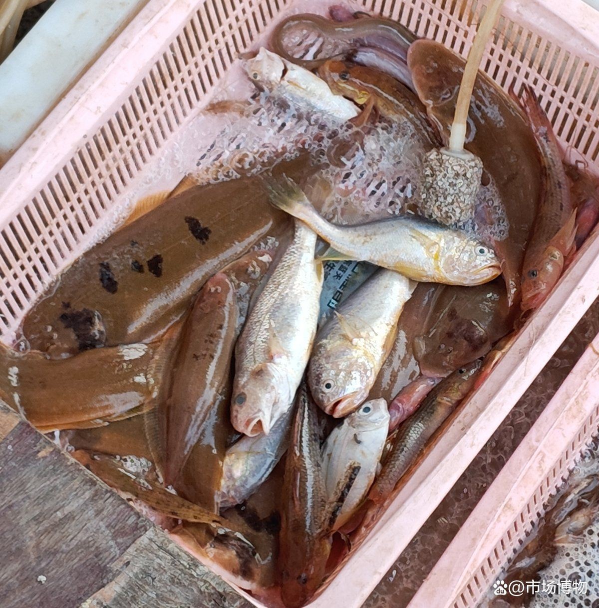 廣東野生小魚品種大全 廣東野生小魚品種大全 龍魚論壇 第2張