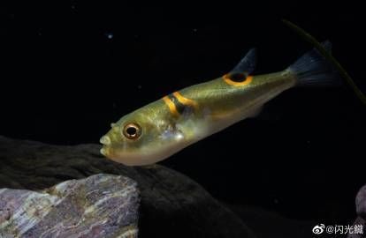 弓斑河豚淡水能不能養活 弓斑河豚淡水能不能養活 龍魚論壇 第3張