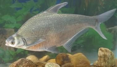 廣東人叫邊魚是什么魚