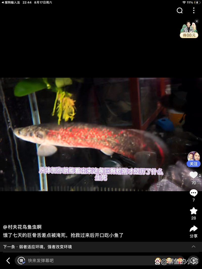 巨骨舌魚血霧原理