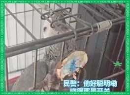 國家一級保護鸚鵡有哪些