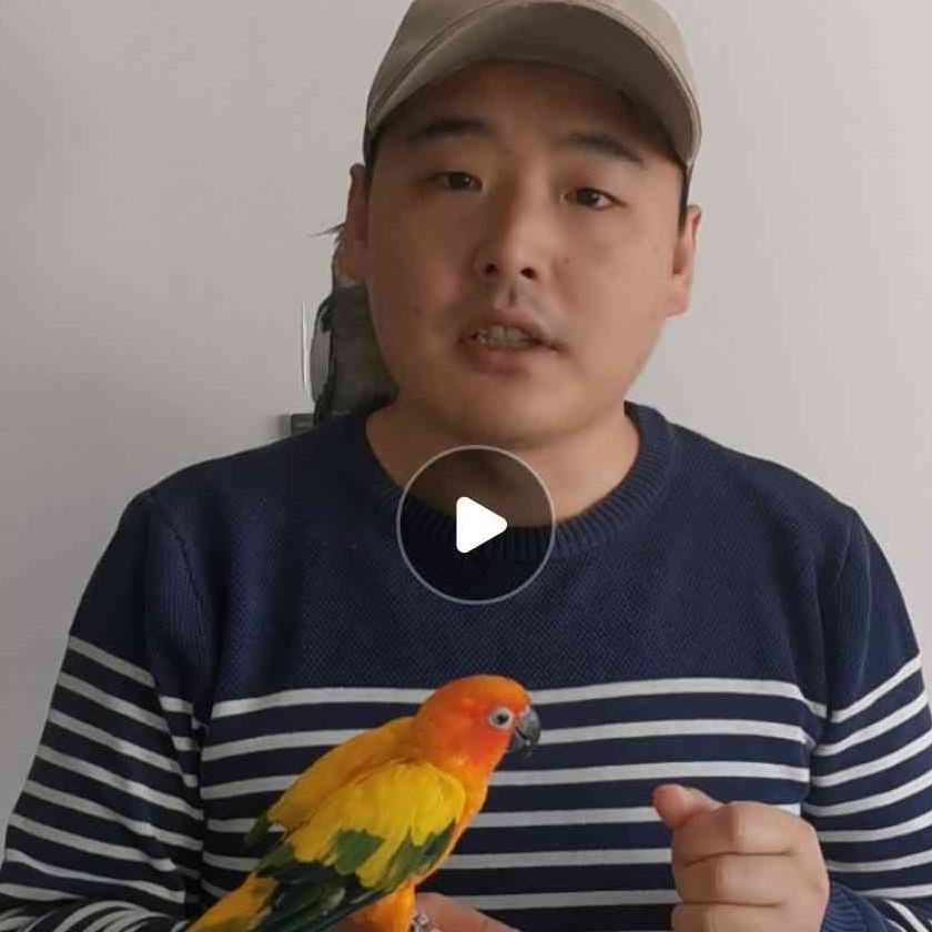 國家一級保護鸚鵡有哪些