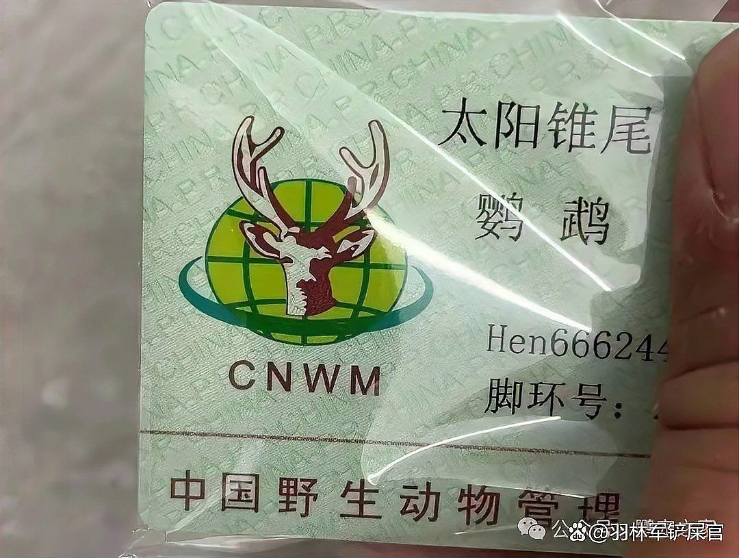 國家一級保護鸚鵡有哪些