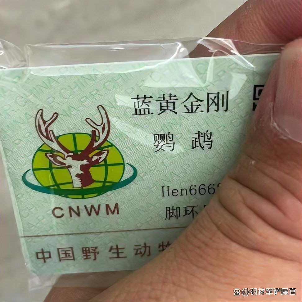 國家一級保護鸚鵡有哪些
