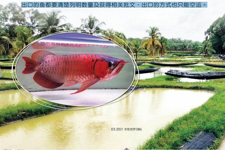 廣州祥龍漁場聯系方式 廣州祥龍漁場聯系方式 龍魚論壇 第3張