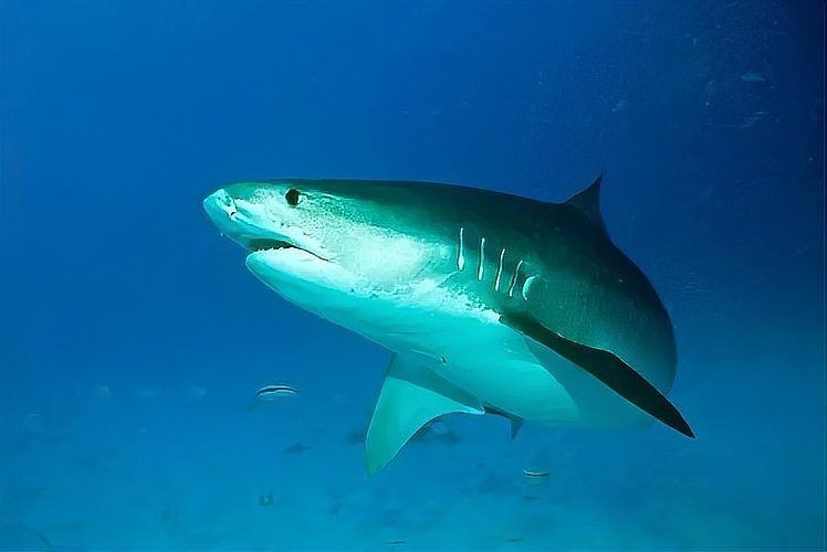 海洋中最可怕的動物 海洋中最可怕的動物 龍魚論壇 第1張