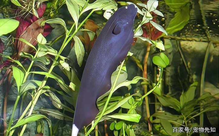 關(guān)刀魚能和什么魚混養(yǎng)
