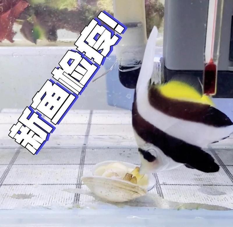 關(guān)刀魚能和什么魚混養(yǎng)
