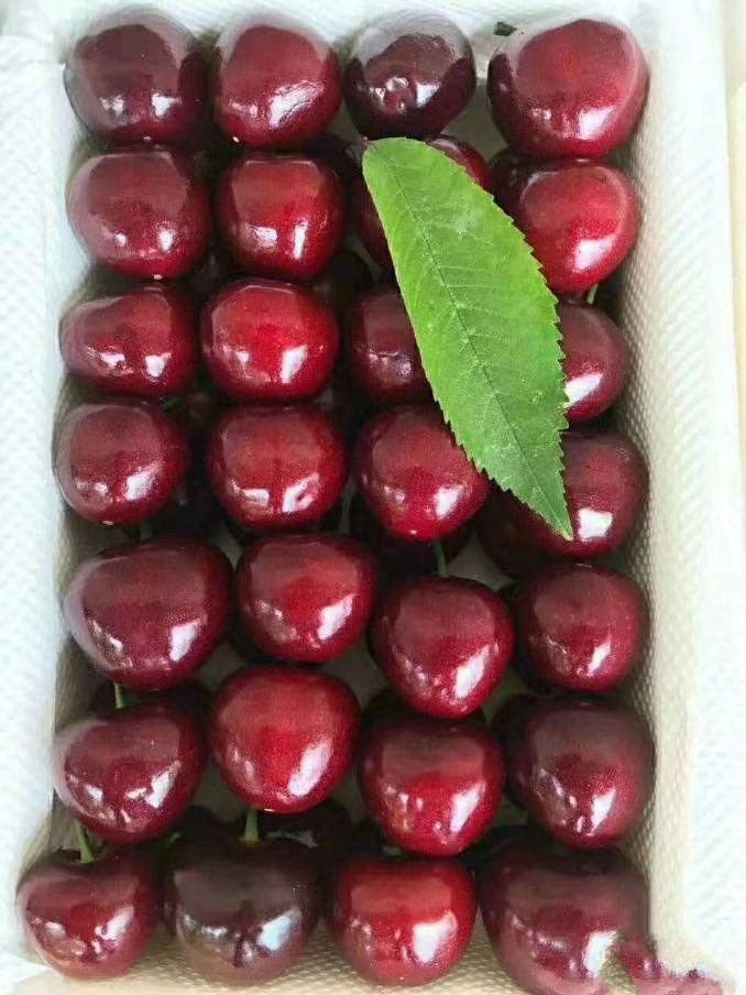 國內的秋刀魚從哪里來，國內秋刀魚的主要產地及