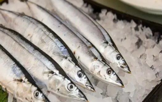 國內的秋刀魚從哪里來，國內秋刀魚的主要產地及