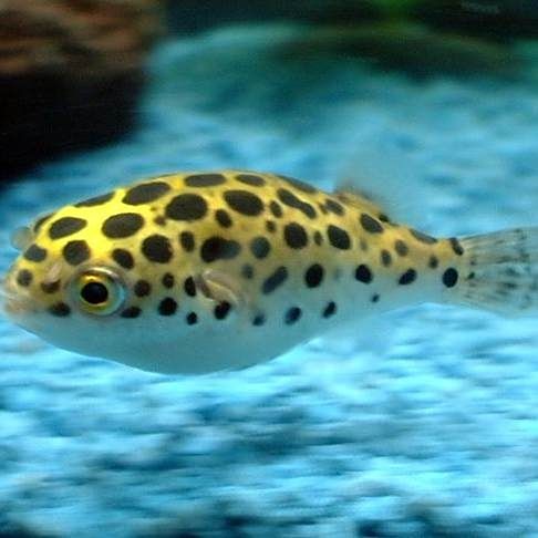 河豚淡水潛水艇魚，淡水觀賞魚河豚潛水艇魚活體