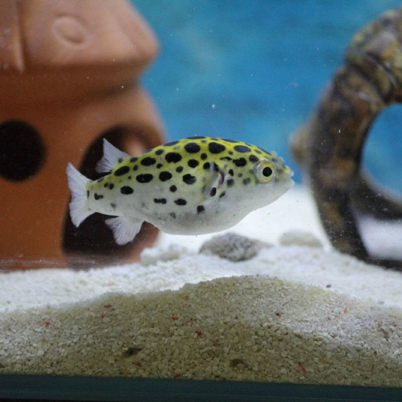 河豚淡水潛水艇魚，淡水觀賞魚河豚潛水艇魚活體