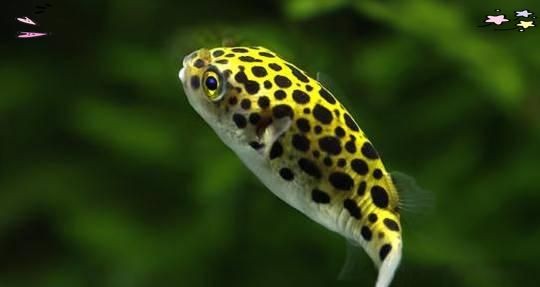 河豚淡水潛水艇魚，淡水觀賞魚河豚潛水艇魚活體