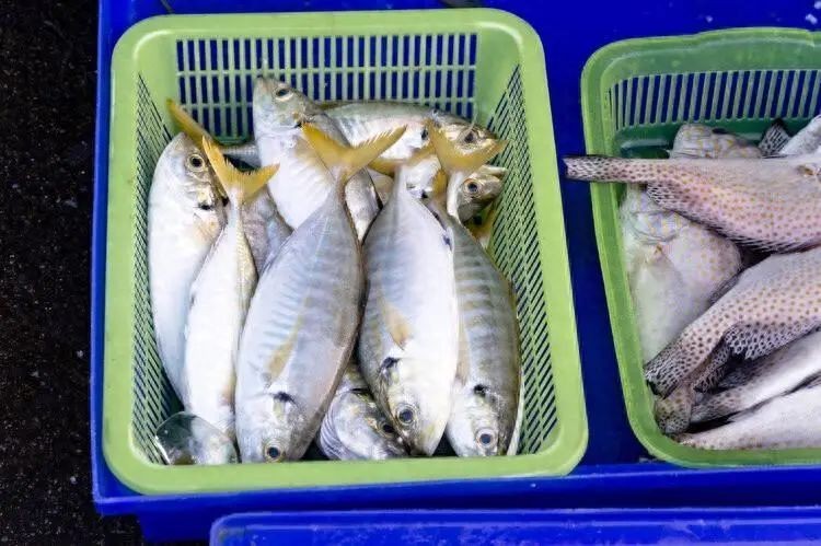 尖嘴魚盡量少吃的原因，警惕！尖嘴魚需慎食的幾大關鍵原因曝光