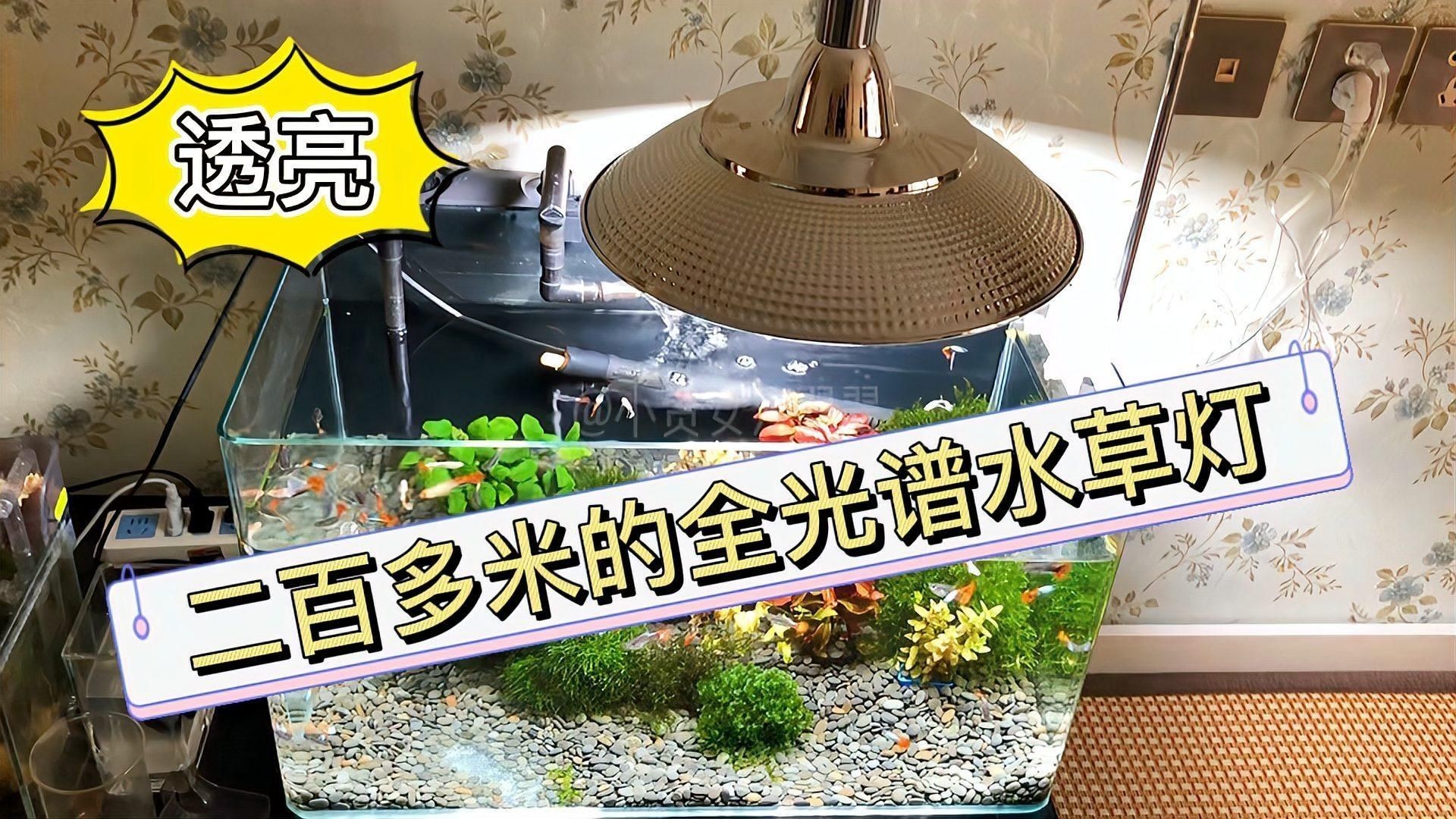 吉印全光譜水草燈怎么樣，實測分享吉印全光譜水草燈種植效果