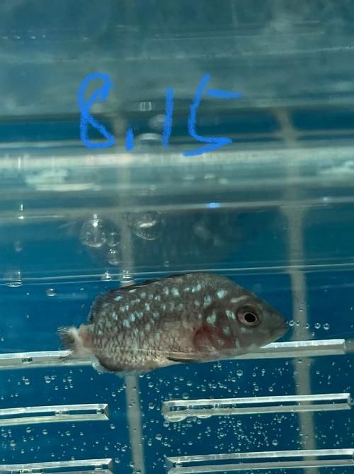 古典羅漢魚成長過程圖，揭秘古典羅漢魚成長全過程，從幼態到成體的蛻變
