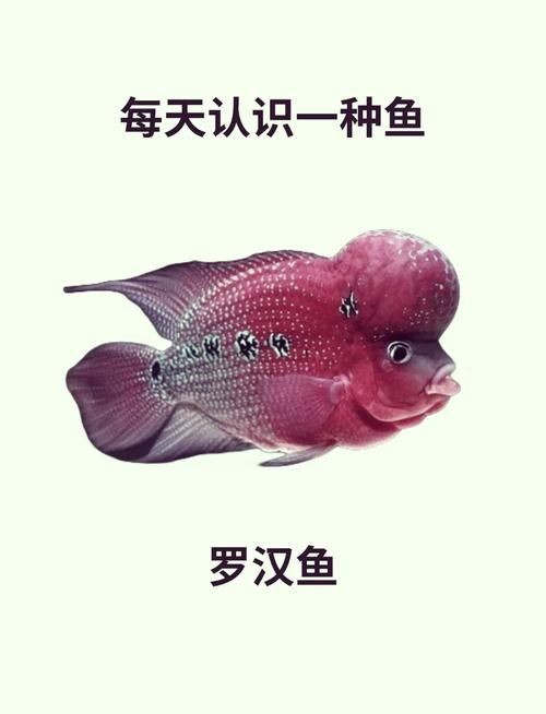 古典羅漢魚成長過程圖，揭秘古典羅漢魚成長全過程，從幼態到成體的蛻變